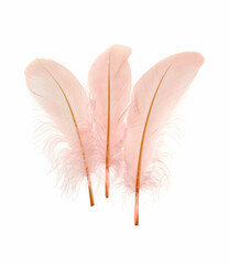 Beautiful delicate light pink feathers on white background