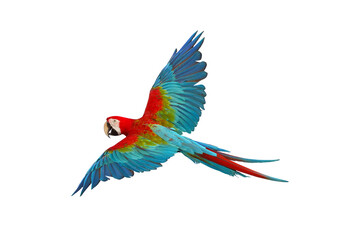 Colorful flying parrot isolated on transparent background.	
