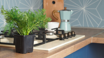 Fresh green dill growing in pot on wooden countertop in kitchen, space for text