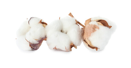 Beautiful fluffy cotton flowers on white background