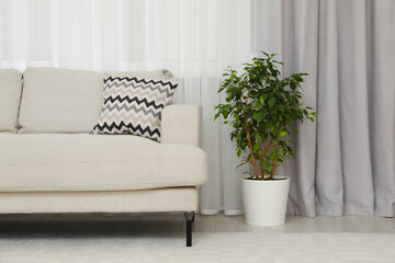 Living room with light gray window curtain, sofa and potted plant