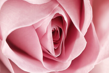 Erotic metaphor. Rose bud with petals resembling vulva. Beautiful flower as background, closeup - obrazy, fototapety, plakaty