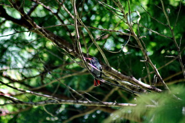 Rufous-tailed hummingbird (Amazilia Tzatcl) perched in a tree in the Intag Valley, outside of Apuela, Ecuador