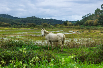 Horses in the flooded rice fields of Ribatejo - Portugal.