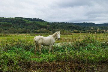 Fototapeta na wymiar Horses in the flooded rice fields of Ribatejo - Portugal.