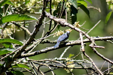 Blue-gray tanager (Thraupis episcopus) perched in a tree in the Intag Valley, outside of Apuela, Ecuador