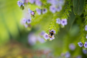 bumblebee on a flower in a garden. bee in a native bushland
