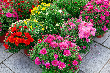 Naklejka premium Outdoor flower shop . Flowers grown in pots for sale