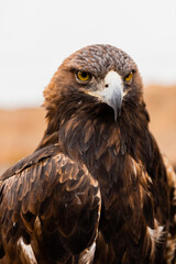 Close-up vertical portrait of a beautiful wild golden eagle	