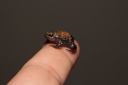 Sapinho no dedo (Dermatonotus muelleri)