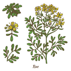 Color Rue Plant and Leaves in Hand Drawn Style