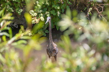 Great blue heron (Ardea cinerea) stands in a swamp.