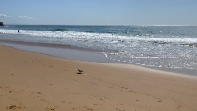 Close up, pigeon on beach with some waves in background.
