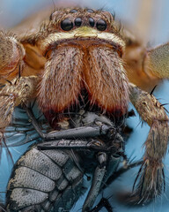 a spider is eating its prey