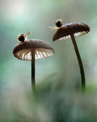 snail and the mushrooms