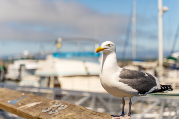 Sea ​​gull on the background of the ocean, San Francisco.