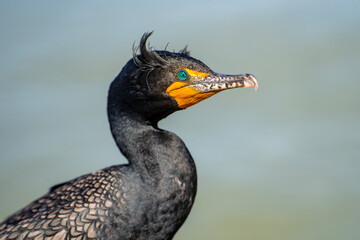 Portrait of double-crested cormorant (phalacrocorax auritus). Wildlife photography.