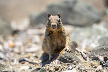 California ground squirrel (Spermophilus beecheyi) in its natural habitat.