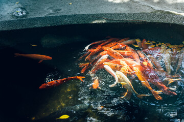 There are koi in the pond in Hualien City, Taiwan