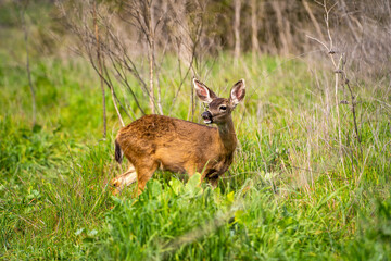 A young California Mule Deer (Odocoileus hemionus californicus) on a meadow. 
