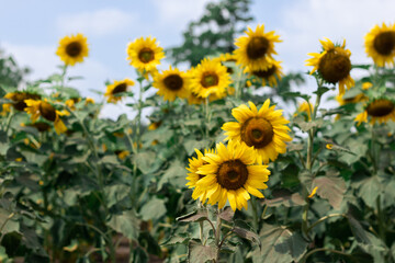 Yellow and Green Sunflower Field 