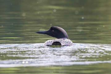 Common Loon in Green Water

(Gavia immer) skims through a lake in the Northern Minnesota summer.  Dark black plumage mixed with white and robust beak for catching fish