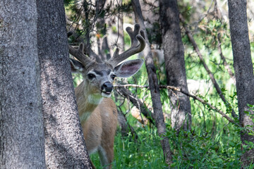 Mule deer stag peeks at you from behind a tall pine tree.  

Sequoia National Forest is ripe with large and majestic mule deer that make the redwood forest their home