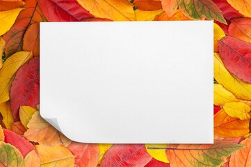 Blank white paper on autumn background