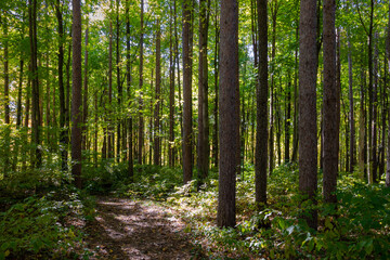 Dreamy green deciduous forest, dappled light on trail 