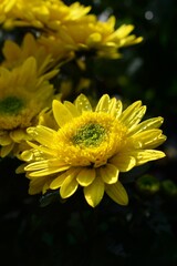 秋咲きの菊　黄色