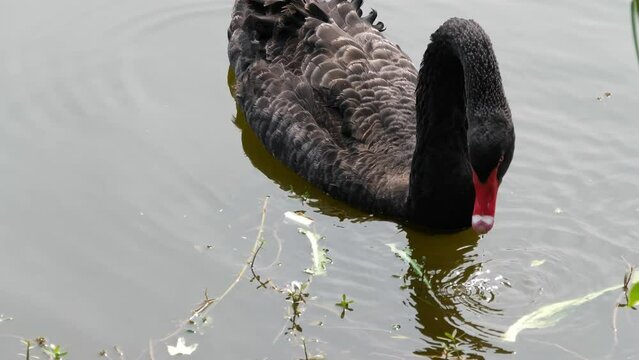 black swan swimming in the lake