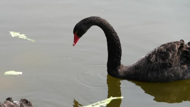 black swan on the water