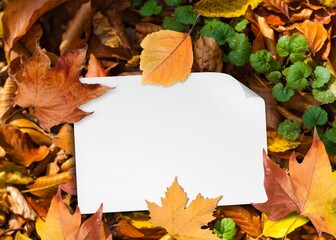 Naklejka na ściany i meble Blank white paper on autumn background