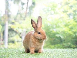 Orange cute rabbit standing on grass with green nature background. Lovely action of young rabbit.
