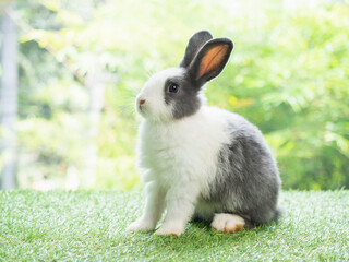Cute rabbit sitting on grass with green nature background. Lovely action of young rabbit.