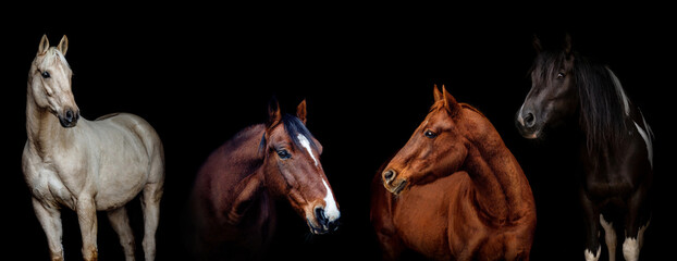 Black shot wide screen portrait of different horse breeds on black background