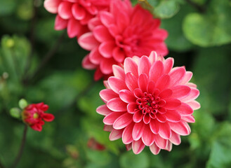 Red Dahlia flower