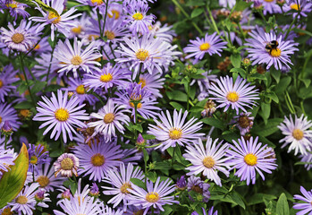 Aster flowers