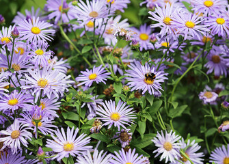 Aster flowers and bumblebee