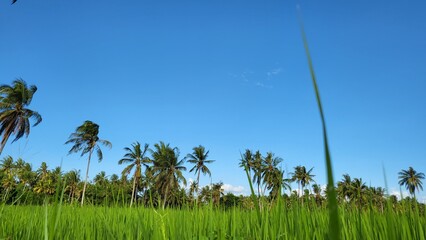 rice field with coconut trees and blue sky in the afternoon
