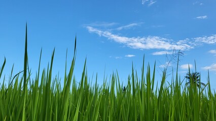 rice field and blue sky in the afternoon