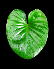 Philodendron green leaf water drops black background isolated closeup, Homalomena leaves, Caladium foliage, exotic tropical plant branch, araceae houseplant, natural design, heart shape floral pattern