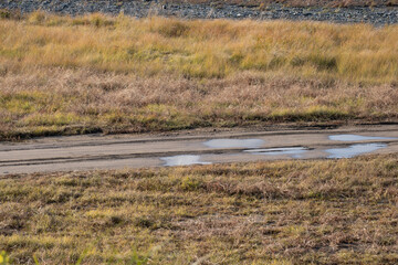Car ruts in a riverbed full of dead grass