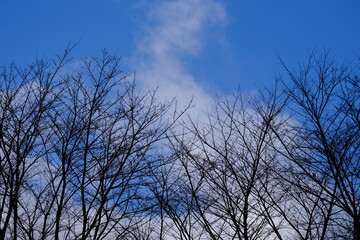 Fototapeta na wymiar Silhouettes of dead trees against a midwinter blue sky