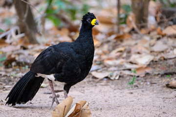 Male Bare-faced Curassow closeup portrait