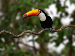 Fototapeta premium Toco Toucan closeup portrait on green background in Pantanal, Brazil