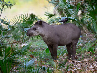 South American tapir portrait with a bird on top of its back