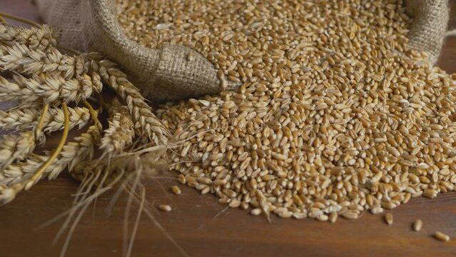Wheat grains fall from bindle sack on brown wooden surface. Harvest time activity. Healthy natural bio food concept. Growing plant, cultivate crop. Ears of grain stem of cereal wheat plant