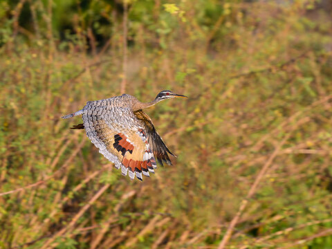 Sunbittern in flight against plants in Pantanal, Brazil
