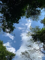 trees in the sky